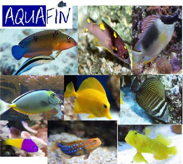aquarium reef salt